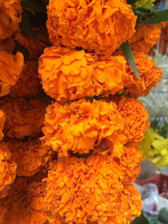 Pooja & Flowers